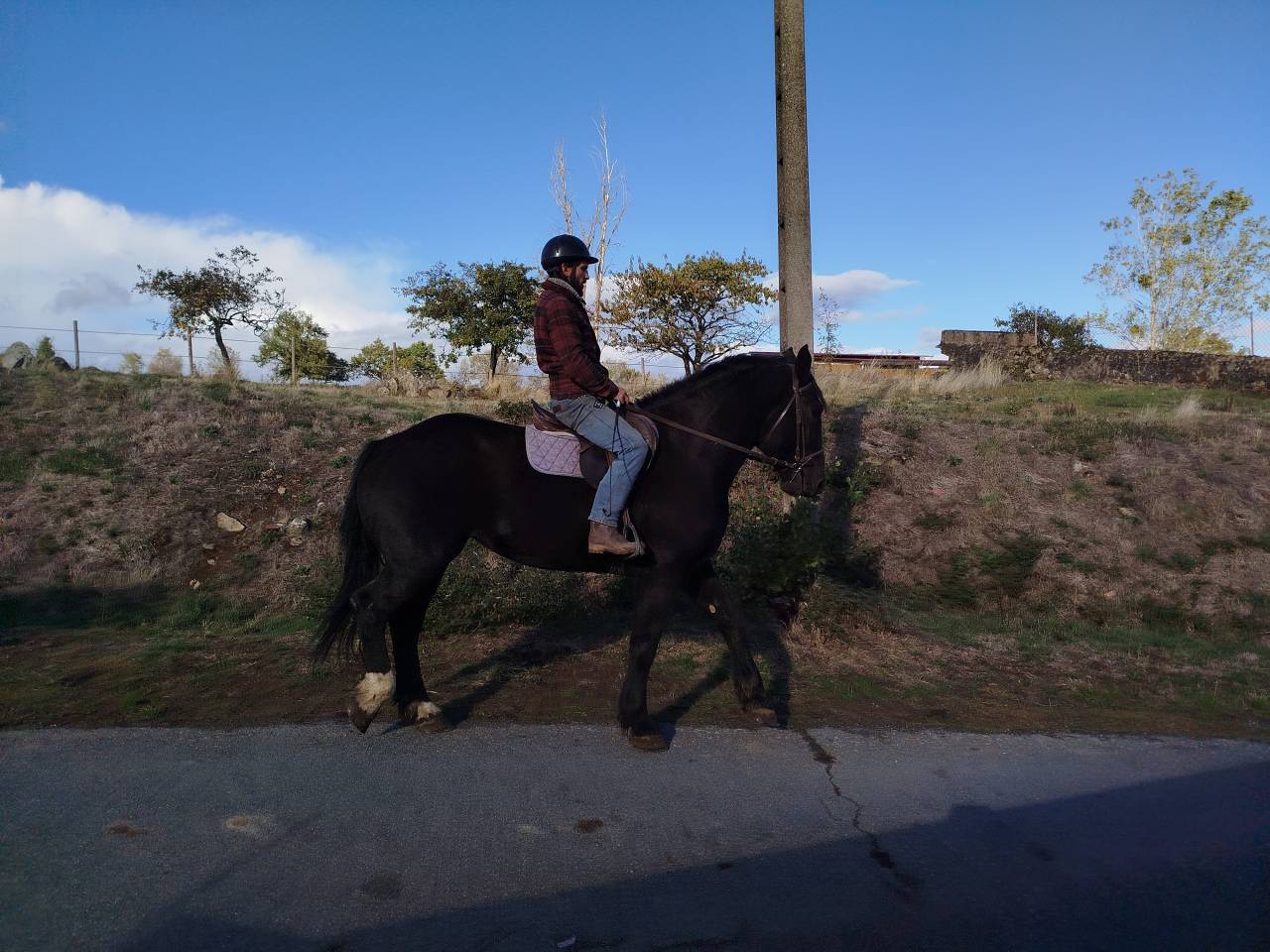 Cavalla Percheron In vendita 2023 Baio scuro