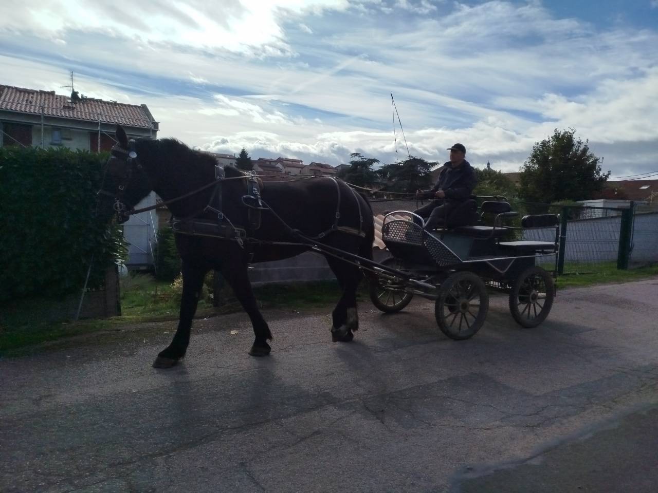 Cavalla Percheron In vendita 2023 Baio scuro