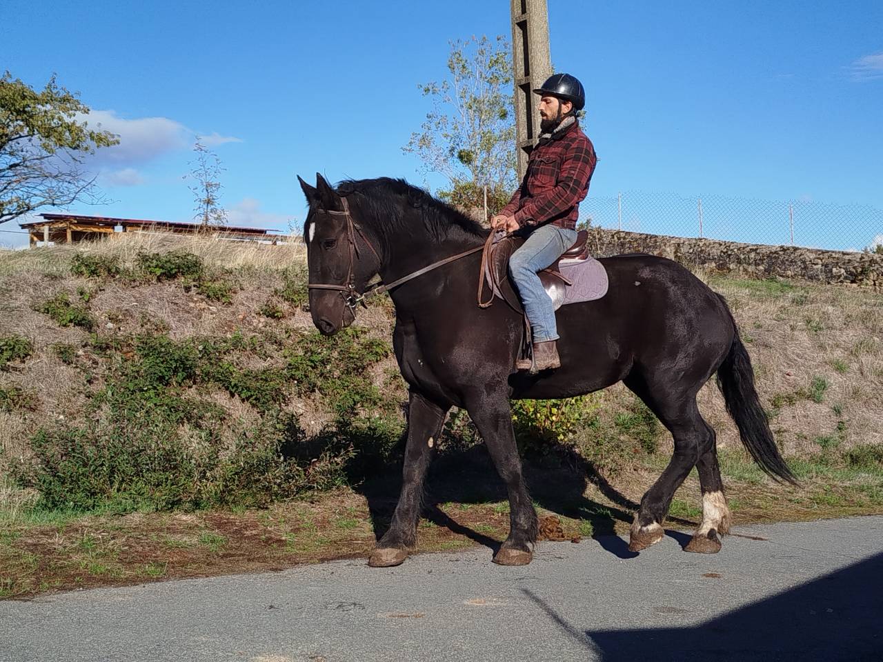 Cavalla Percheron In vendita 2023 Baio scuro