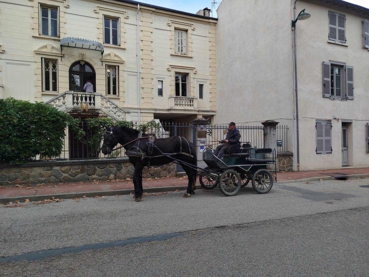 Cavalla Percheron In vendita 2023 Baio scuro