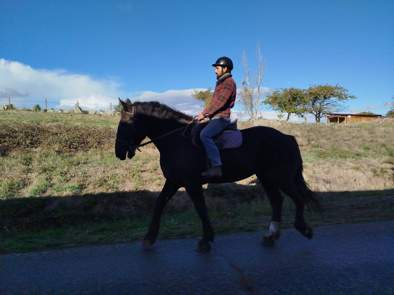Cavalla Percheron In vendita 2023 Baio scuro