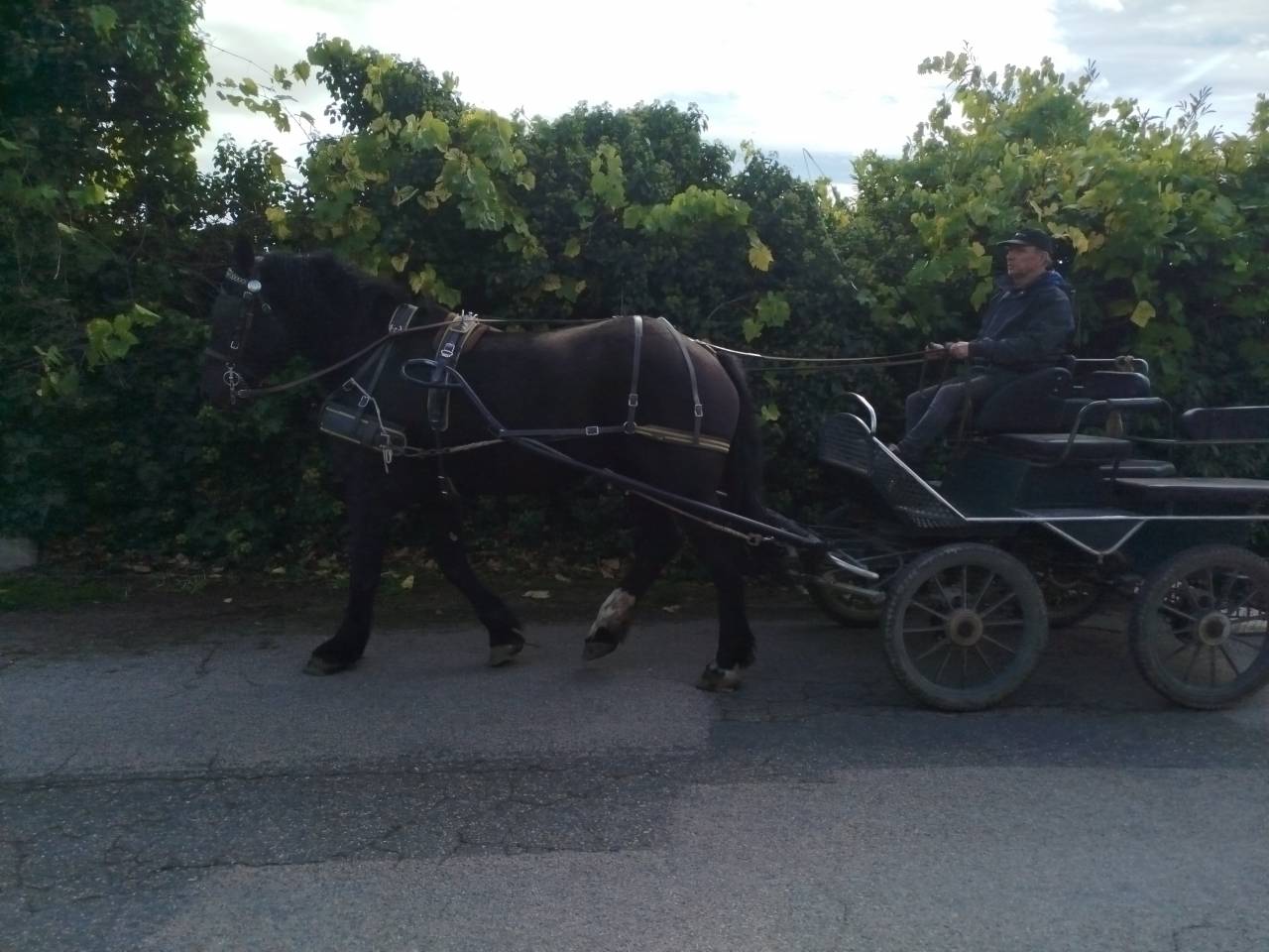 Cavalla Percheron In vendita 2023 Baio scuro
