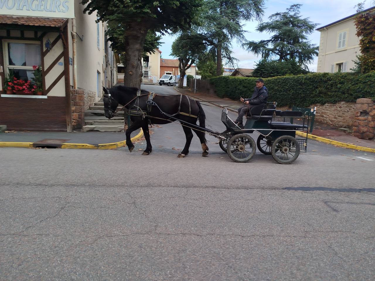 Cavalla Percheron In vendita 2023 Baio scuro