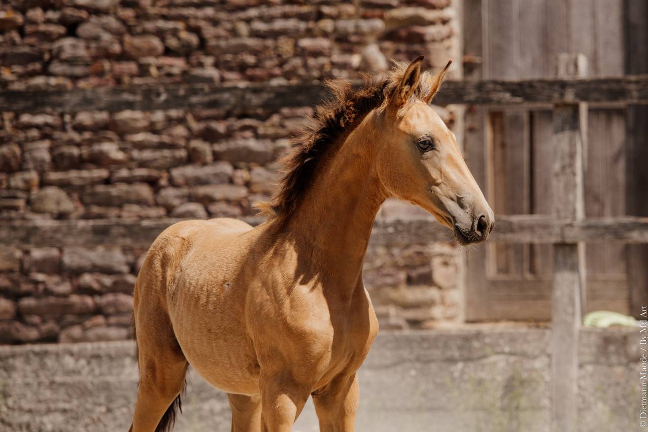 Puledra Lusitano In vendita 2026 Isabella ,  QUASIDE