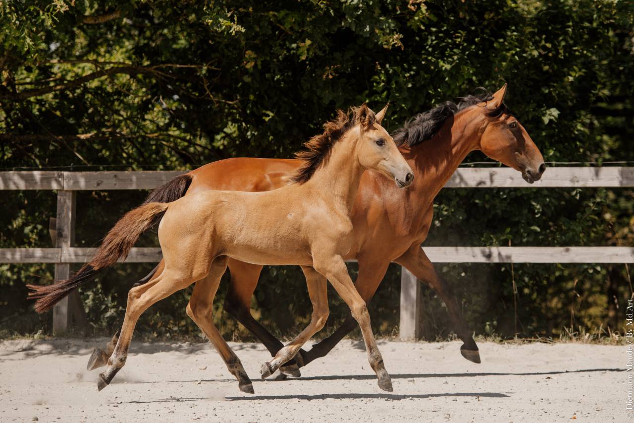 Puledra Lusitano In vendita 2026 Isabella ,  QUASIDE