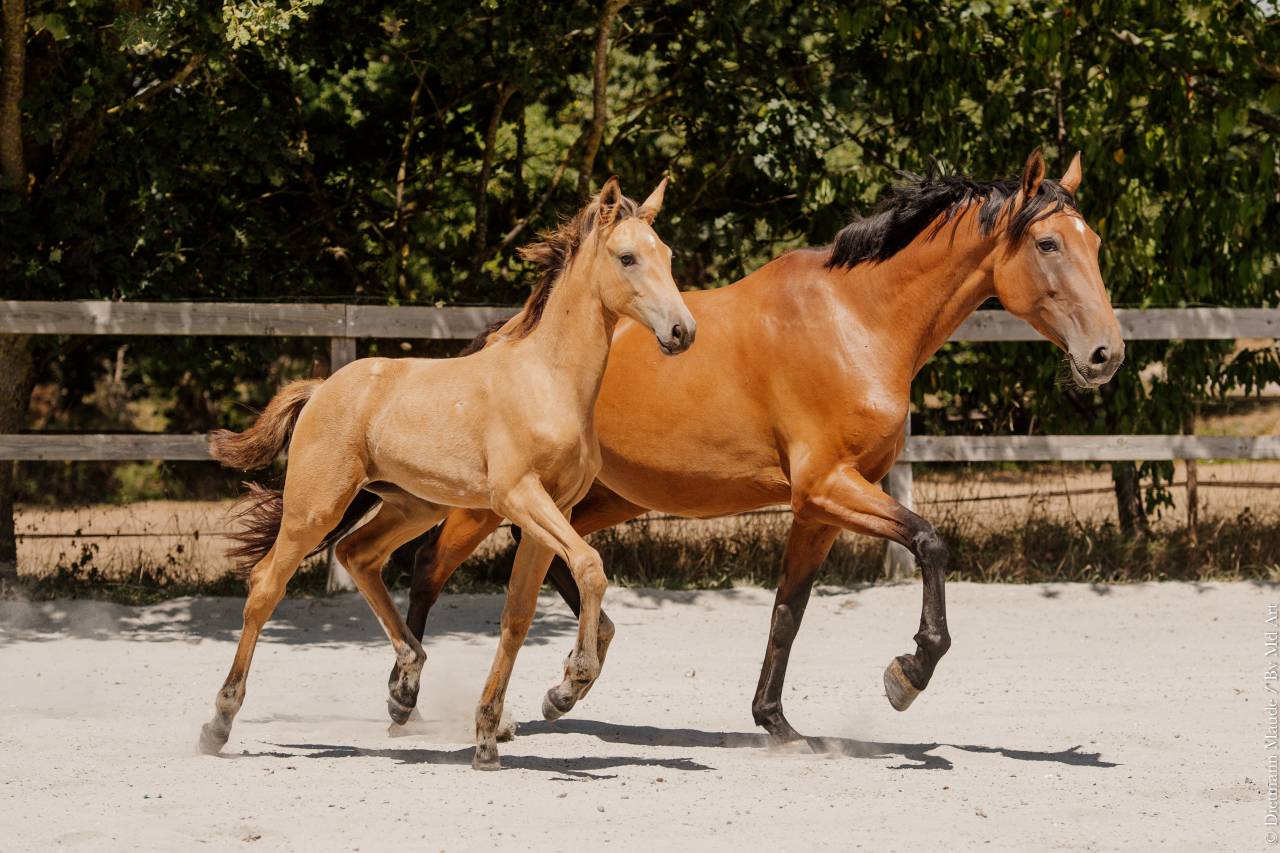Puledra Lusitano In vendita 2026 Isabella ,  QUASIDE