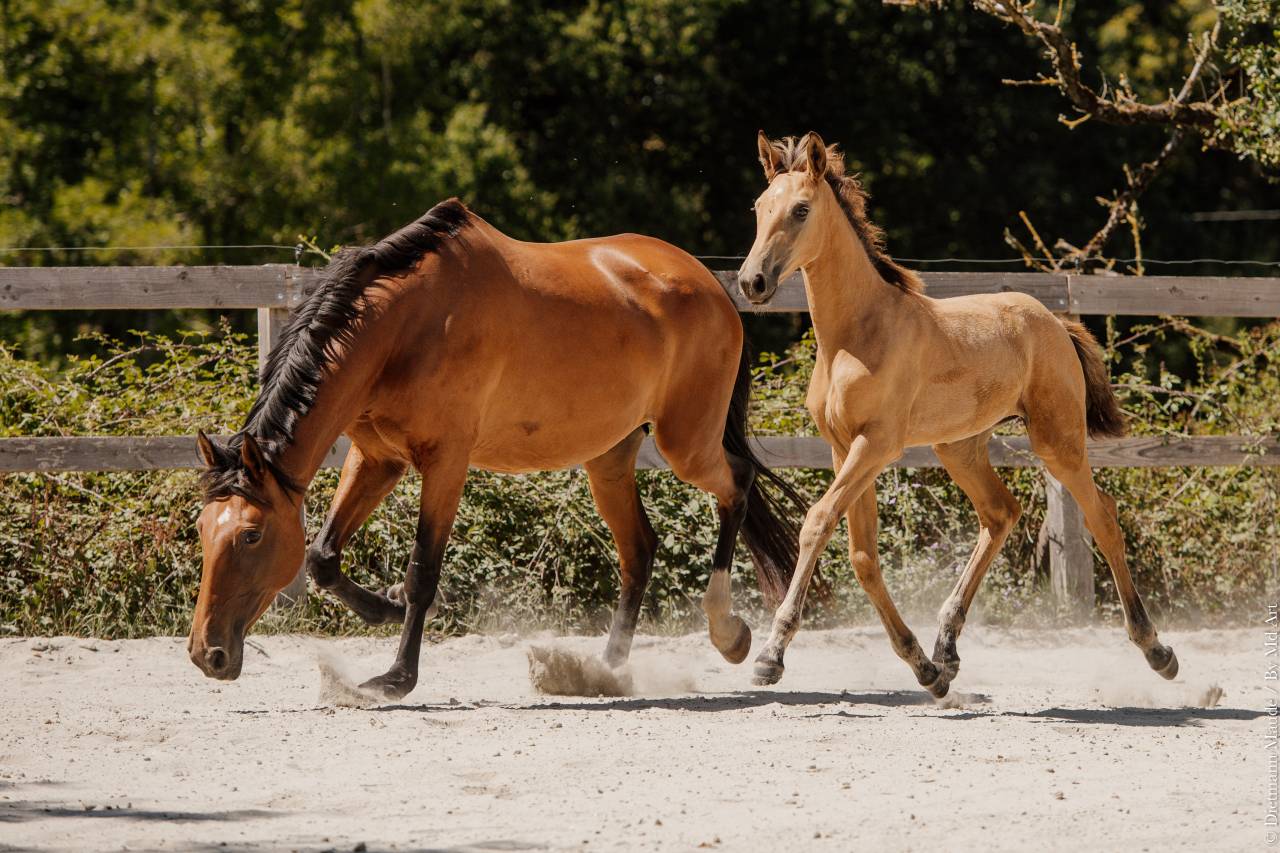 Puledra Lusitano In vendita 2026 Isabella ,  QUASIDE
