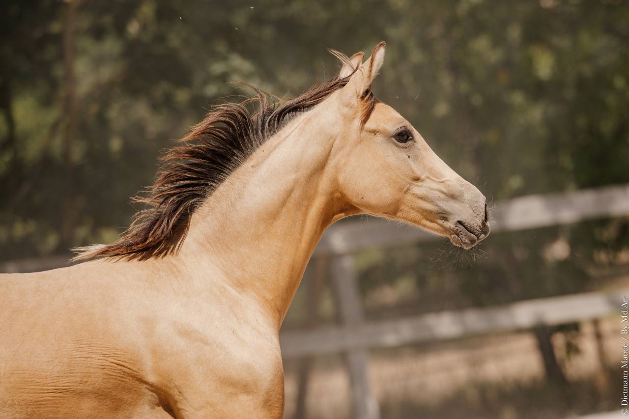 Puledra Lusitano In vendita 2026 Isabella ,  Secret