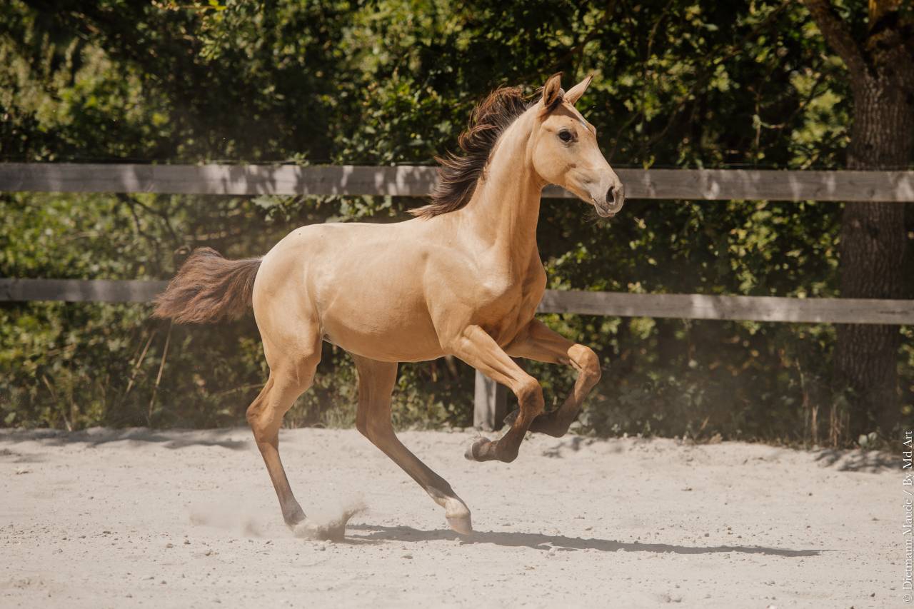 Puledra Lusitano In vendita 2026 Isabella ,  Secret