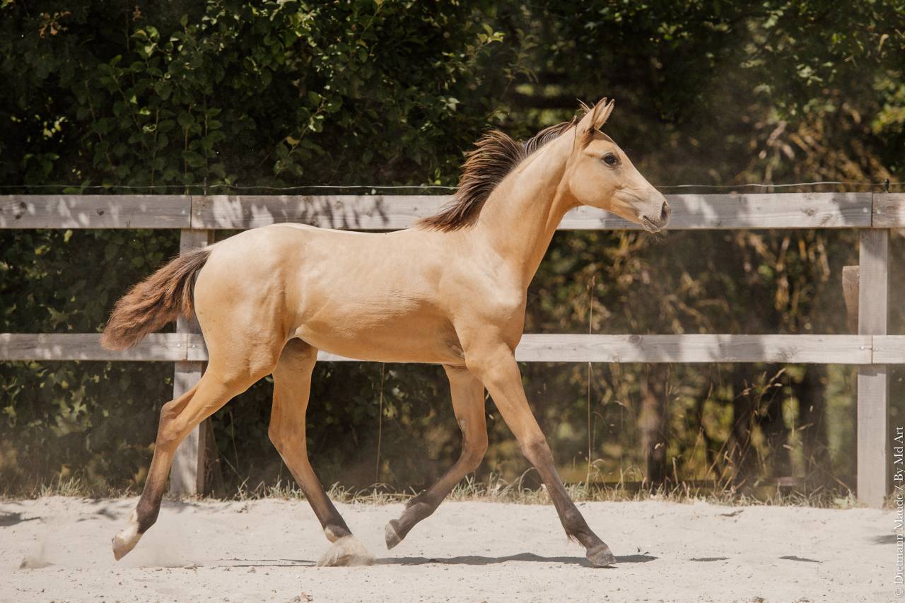 Puledra Lusitano In vendita 2026 Isabella ,  Secret