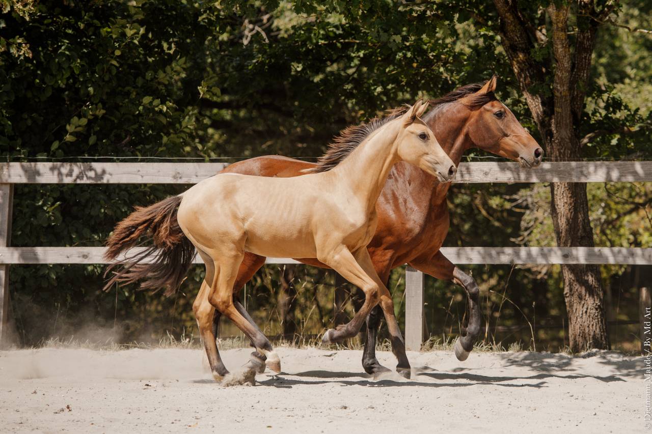 Puledra Lusitano In vendita 2026 Isabella ,  Secret