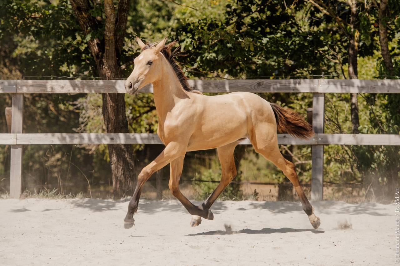 Puledra Lusitano In vendita 2026 Isabella ,  Secret