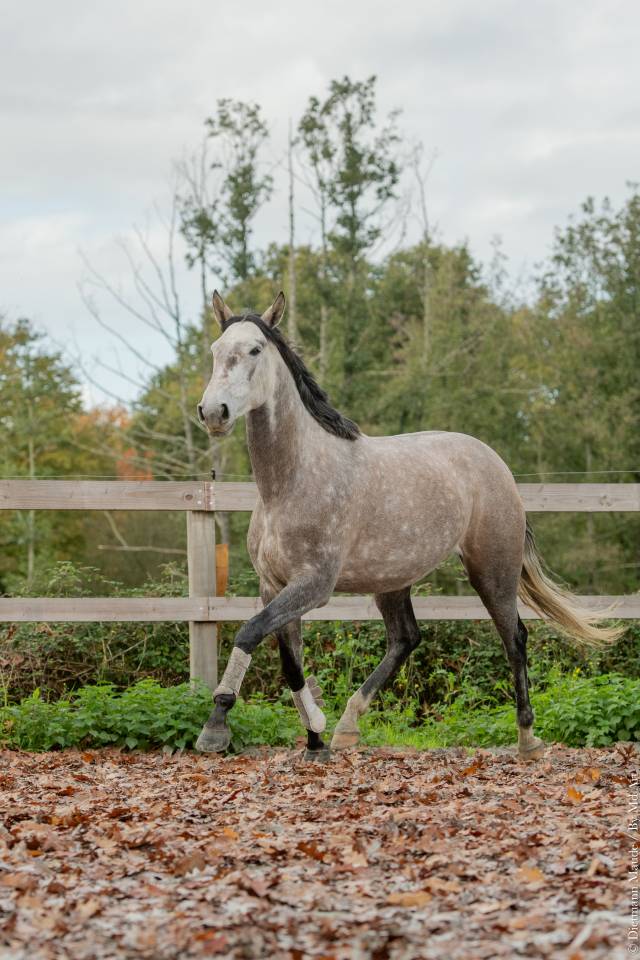 Cavalla Lusitano In vendita 2020 Grigio ,  JASMIN PLUS