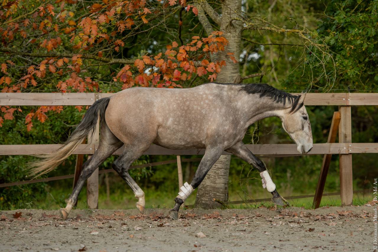 Cavalla Lusitano In vendita 2020 Grigio ,  JASMIN PLUS