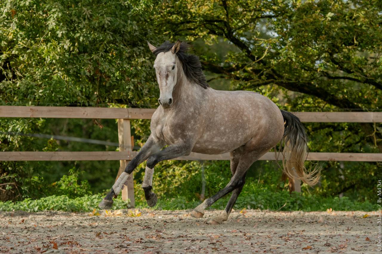 Cavalla Lusitano In vendita 2020 Grigio ,  JASMIN PLUS