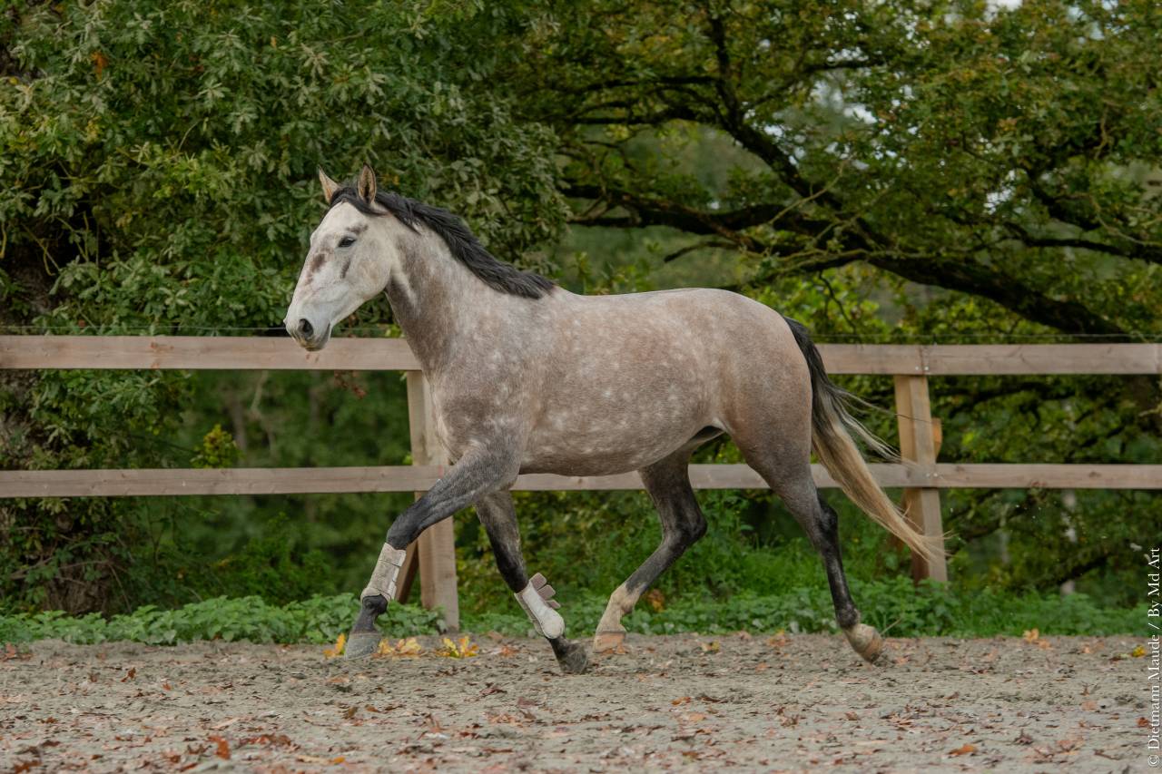 Cavalla Lusitano In vendita 2020 Grigio ,  JASMIN PLUS