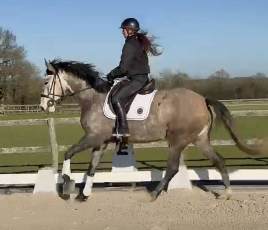 Cavalla Lusitano In vendita 2020 Grigio ,  JASMIN PLUS