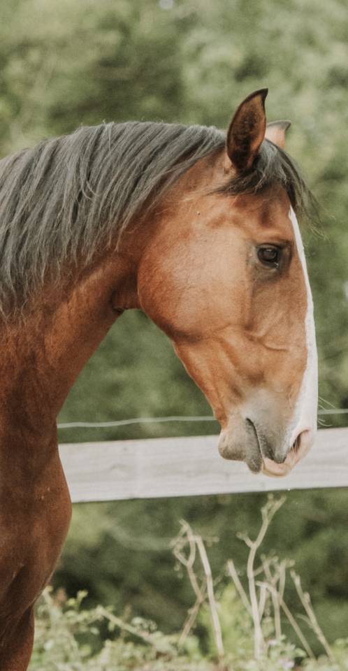 Castrone Lusitano In vendita 2022 Baio ,  JASMIN PLUS