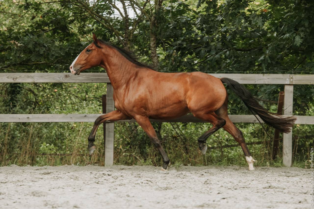 Castrone Lusitano In vendita 2022 Baio ,  JASMIN PLUS