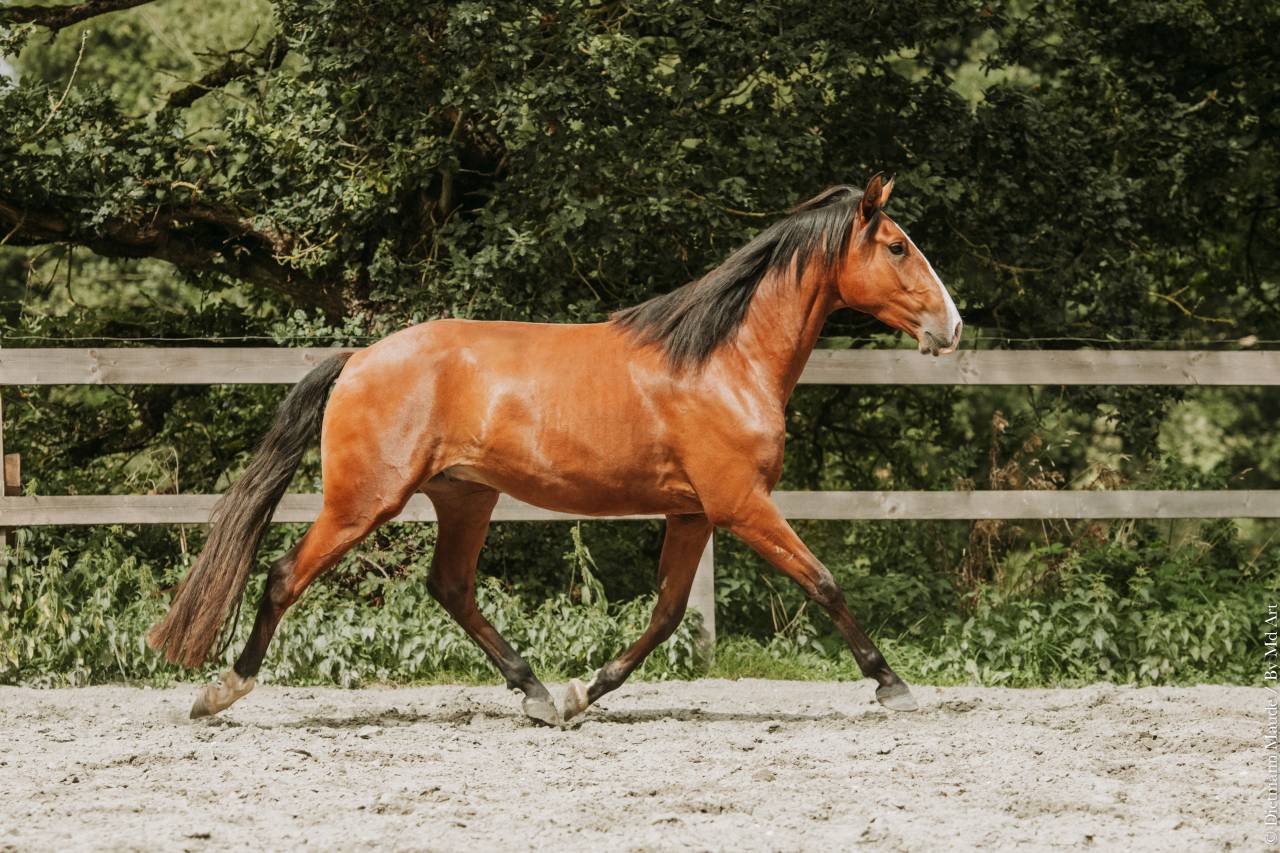 Castrone Lusitano In vendita 2022 Baio ,  JASMIN PLUS