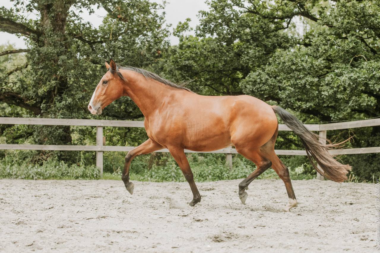 Castrone Lusitano In vendita 2022 Baio ,  JASMIN PLUS