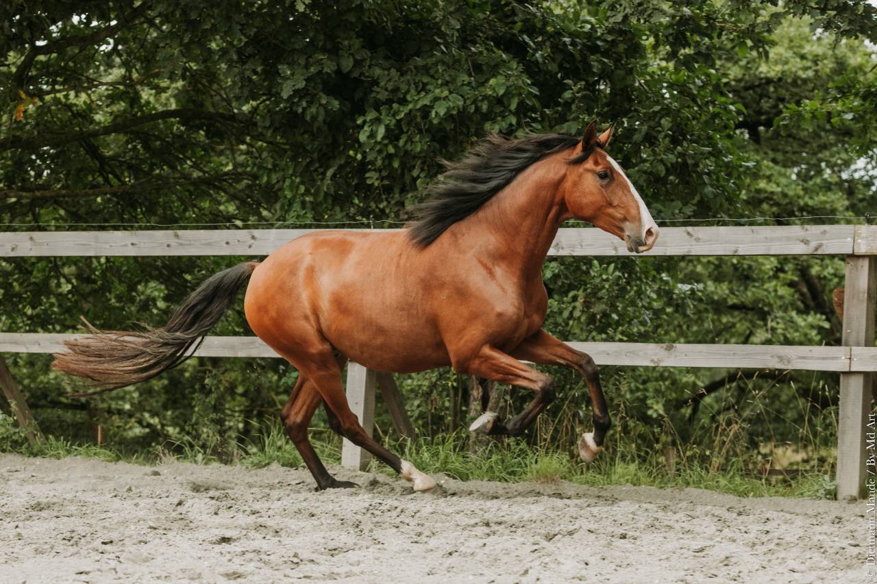 Castrone Lusitano In vendita 2022 Baio ,  JASMIN PLUS