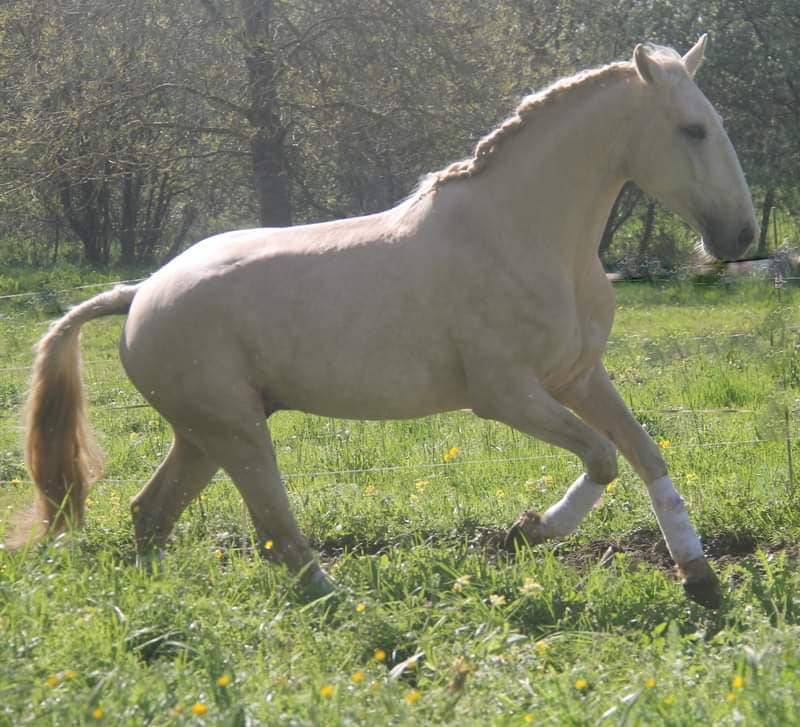 Puledra Lusitano In vendita 2025 Baio ,  Pablo du chalet