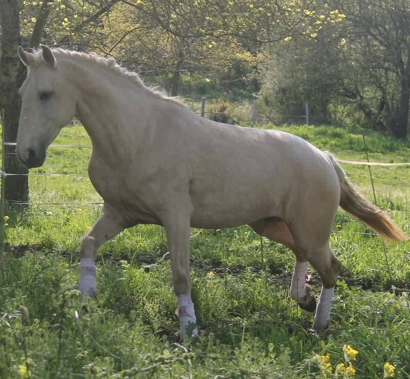 Puledra Lusitano In vendita 2025 Baio ,  Pablo du chalet
