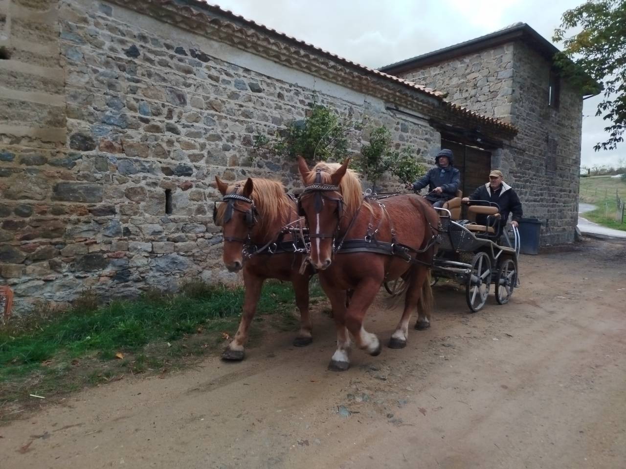 Cavalla Tiro In vendita 2023 Sauro