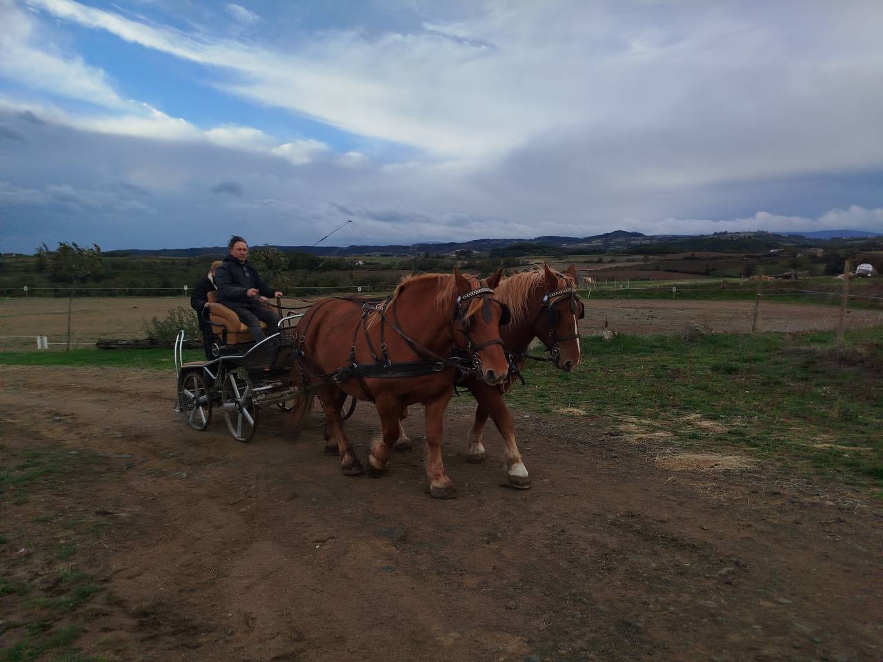 Cavalla Tiro In vendita 2023 Sauro