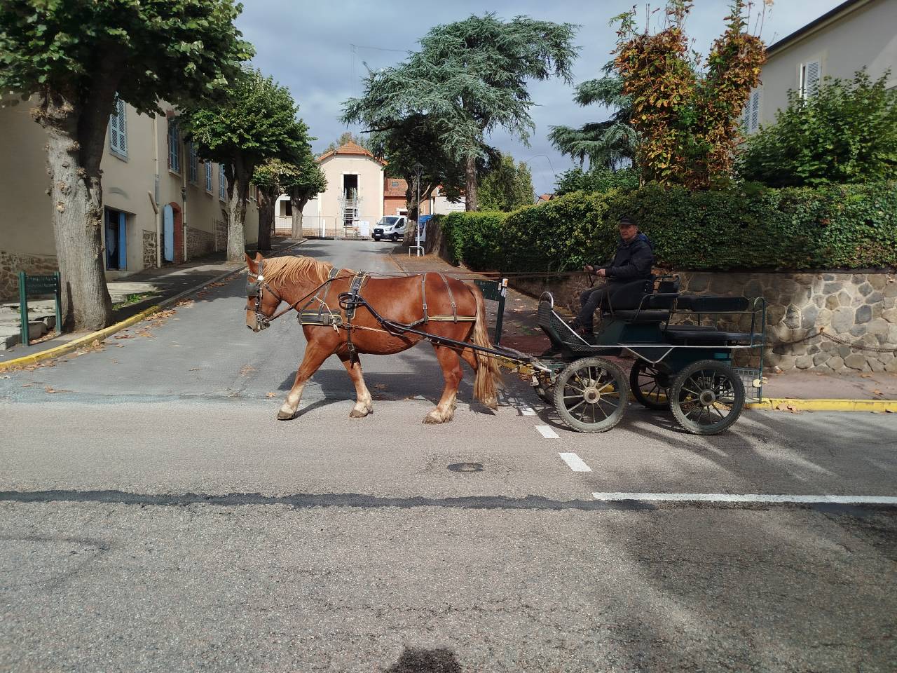 Cavalla Tiro Breton In vendita 2023 Sauro