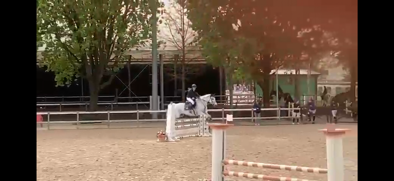 Mr Dudley pony castrone irlandese grigio di 16 anni