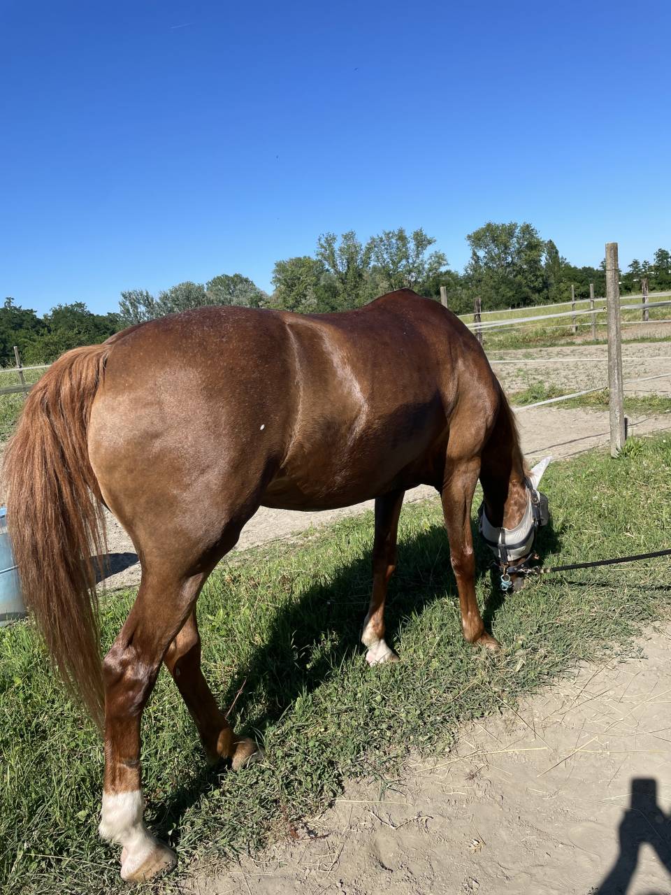 Appaloosa, per categorie pony.