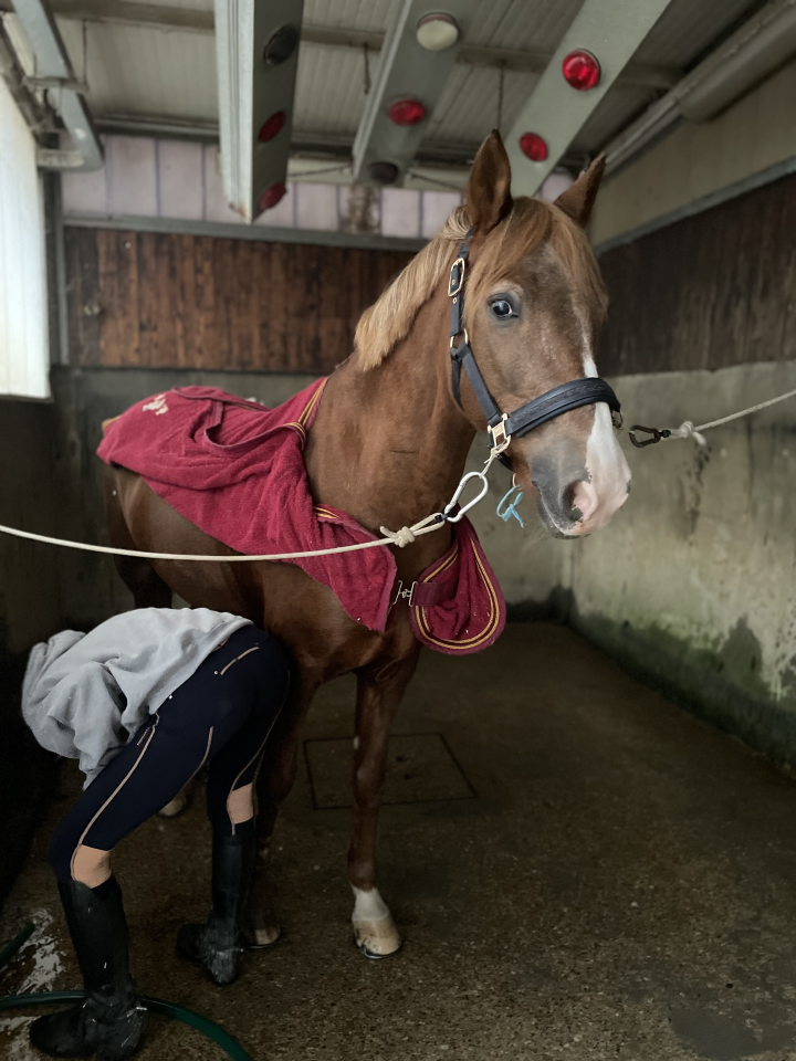 Appaloosa, per categorie pony.