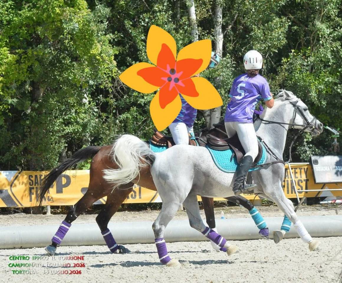 Vendo Pony Arabo 