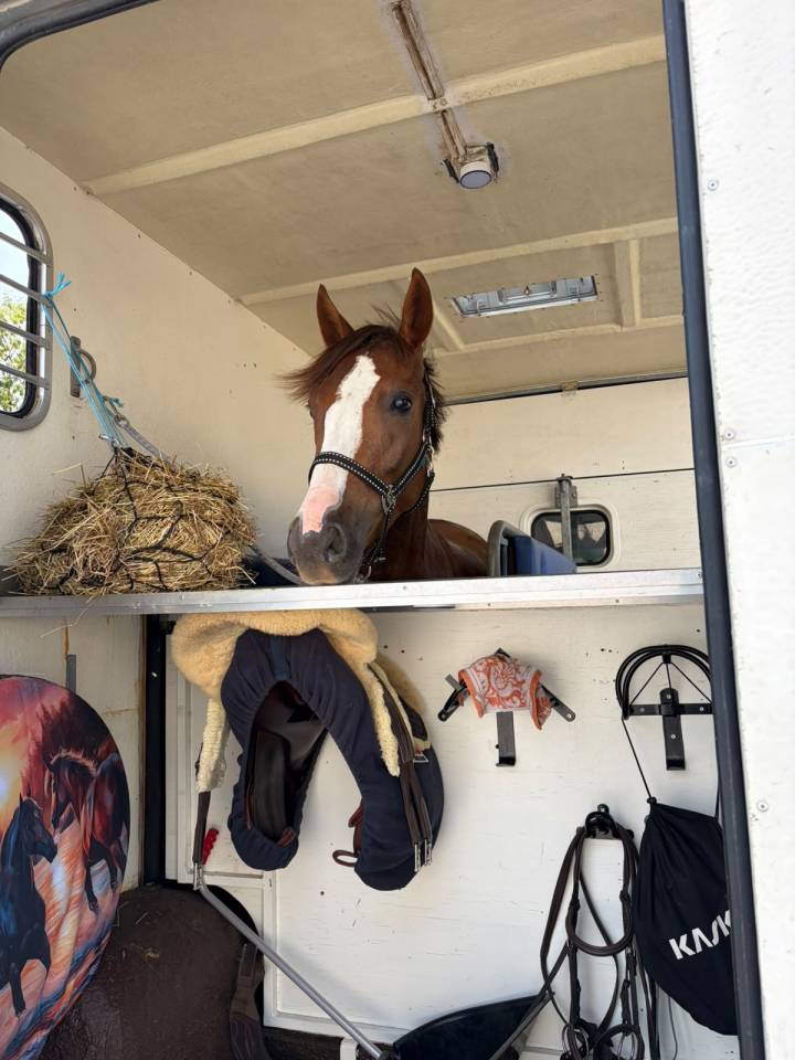 Castrone PFS Pony Francese da Sella Noleggio 2022 Sauro ,  OPPLALA ST HYMER