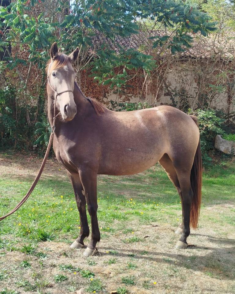Cavalla Connemara In vendita 2022 Nero ,  GAHO DE LIAF