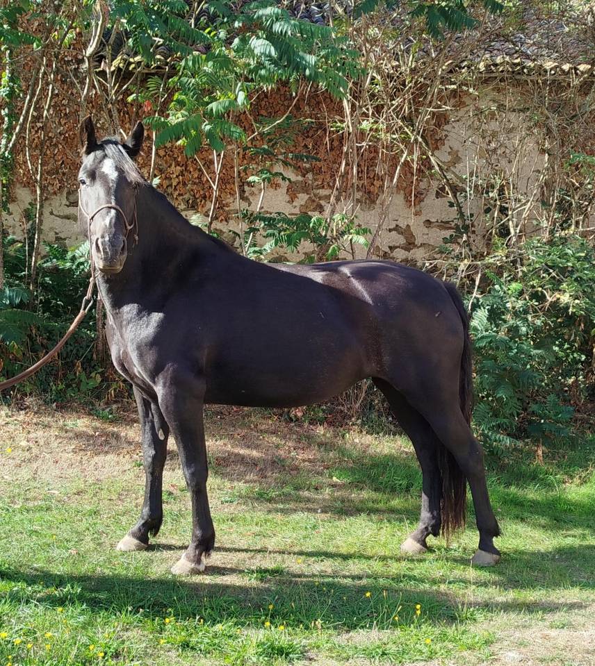 Cavalla Connemara In vendita 2022 Nero ,  GAHO DE LIAF