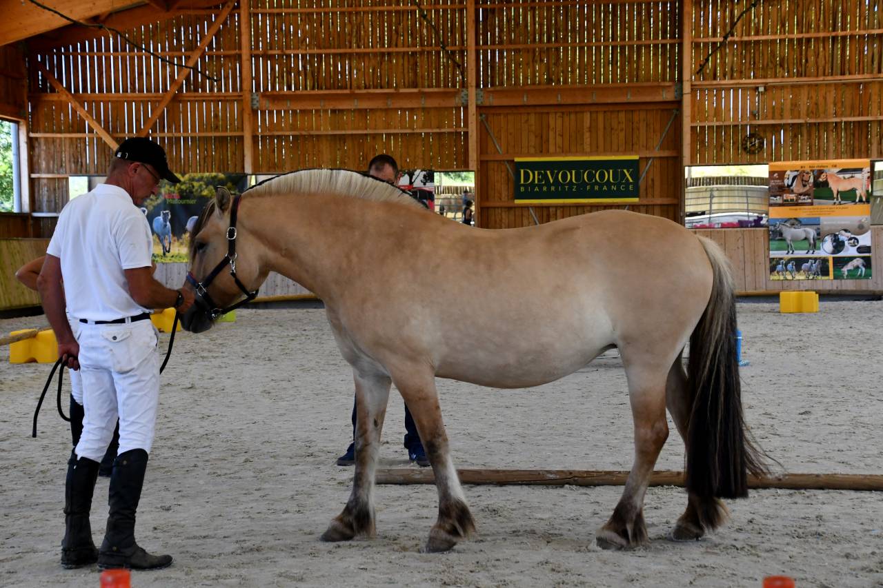 Cavalla Fjord In vendita 2018 Isabella