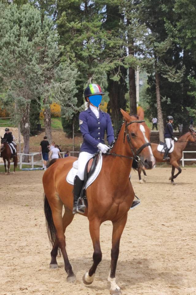 Esperta Cavalla brown KWPN del 2010 per salto ostacoli