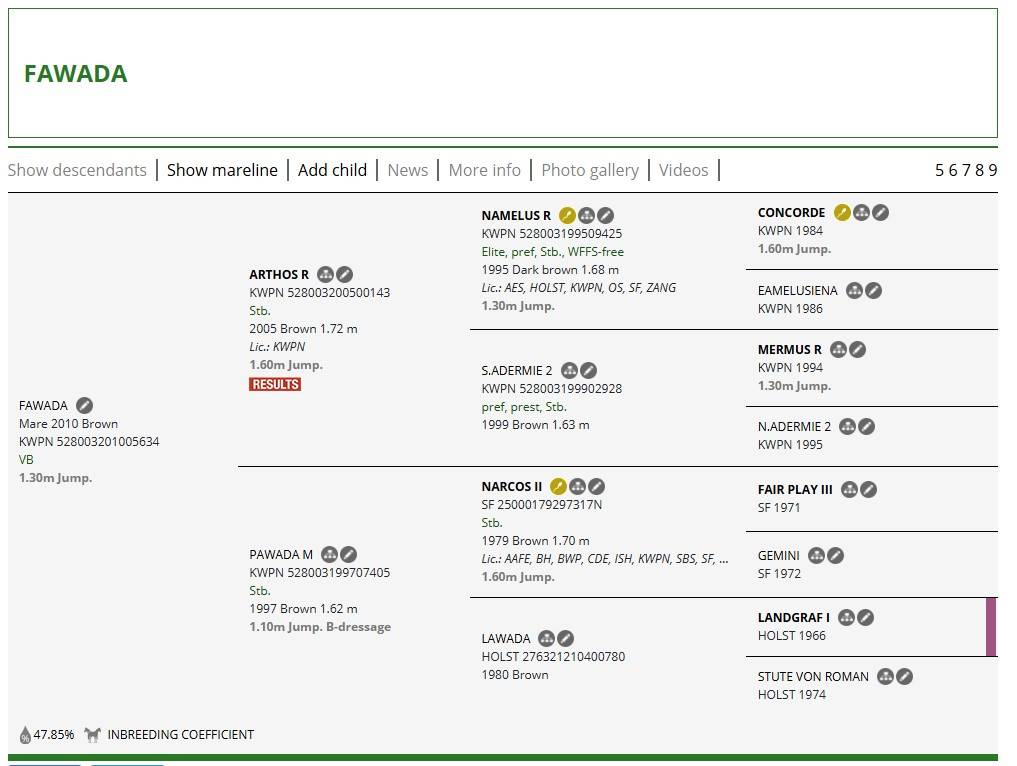 Esperta Cavalla brown KWPN del 2010 per salto ostacoli