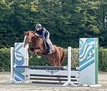 Castrone BWP Cavallo da Sangue Belgio In vendita 2019 Sauro