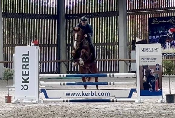 Castrone BWP Cavallo da Sangue Belgio In vendita 2019 Sauro