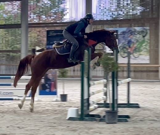 Castrone BWP Cavallo da Sangue Belgio In vendita 2019 Sauro