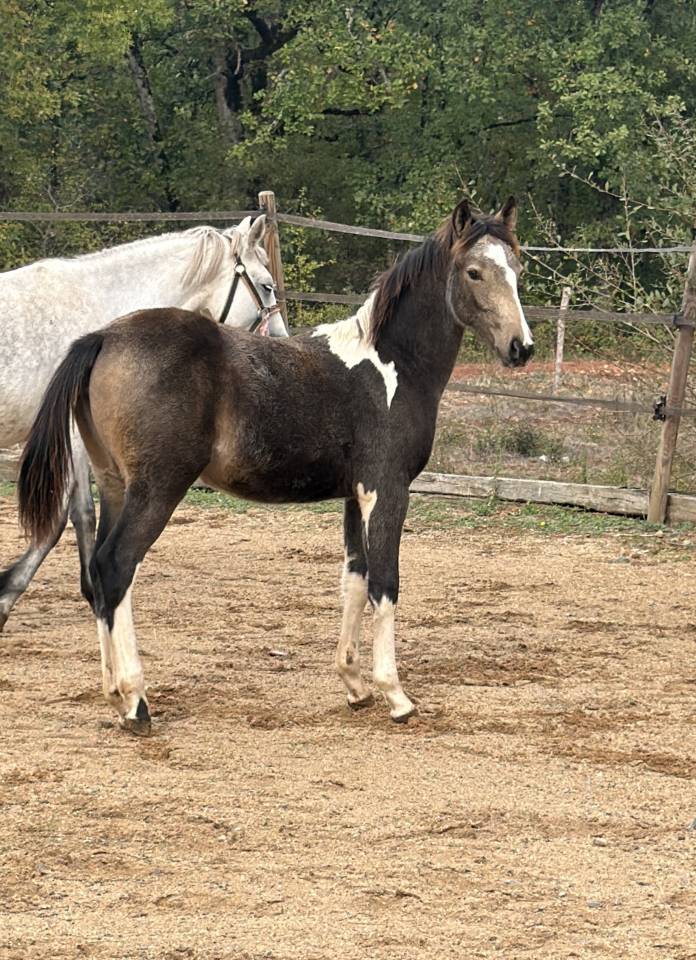 Cavalla PFS Pony Francese da Sella In vendita 2026 Pezzato