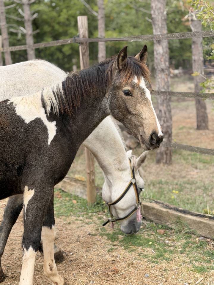 Cavalla PFS Pony Francese da Sella In vendita 2026 Pezzato