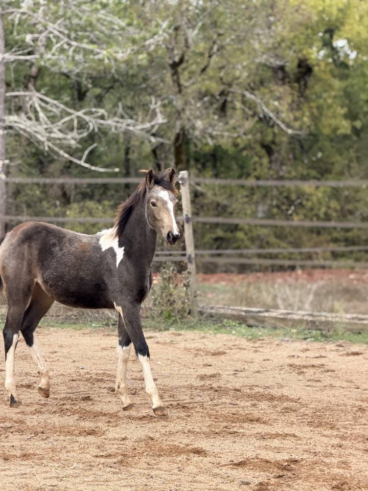 Cavalla PFS Pony Francese da Sella In vendita 2026 Pezzato