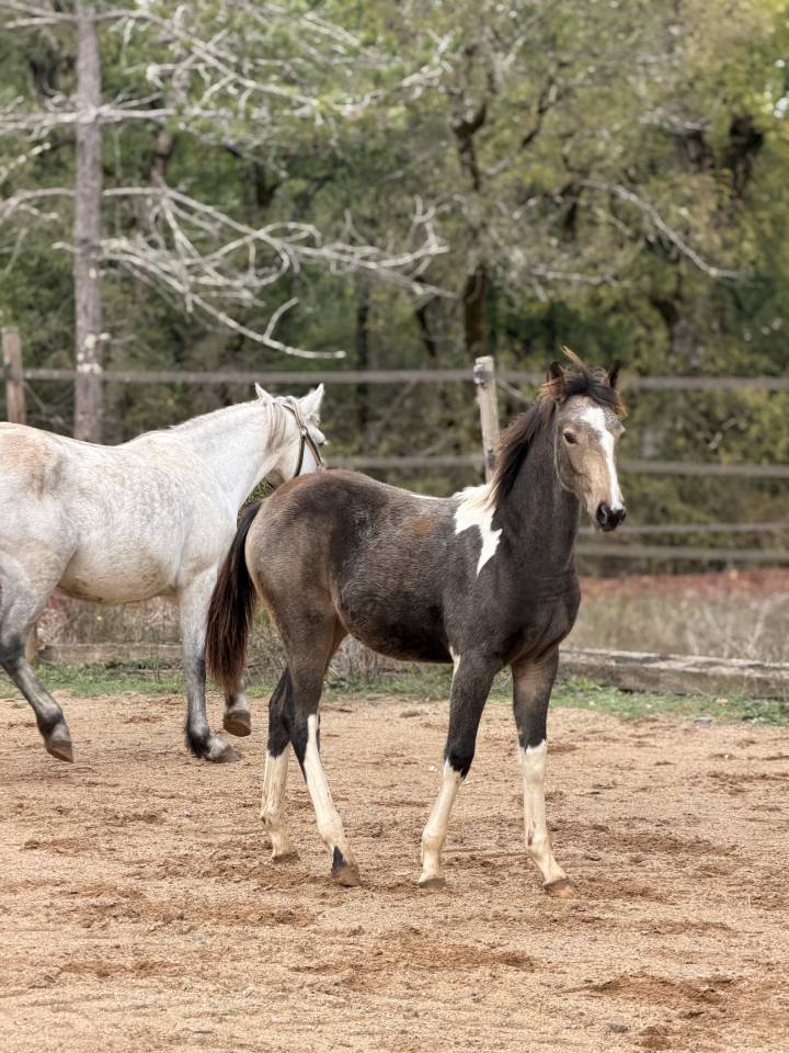 Cavalla PFS Pony Francese da Sella In vendita 2026 Pezzato