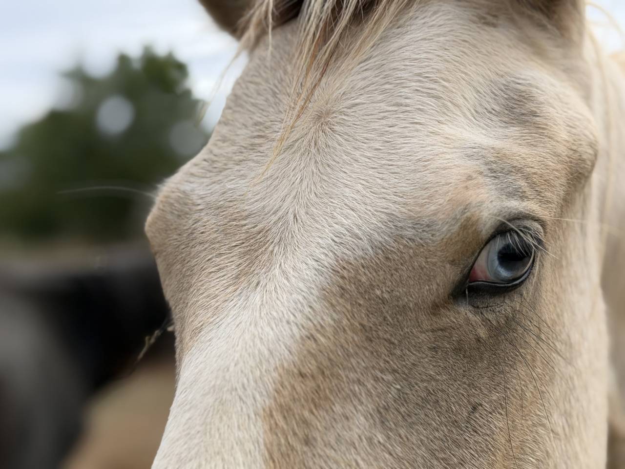 Intero PFS Pony Francese da Sella In vendita 2025 Pezzato