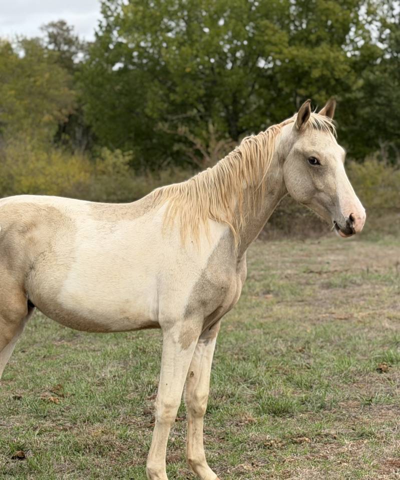 Intero PFS Pony Francese da Sella In vendita 2025 Pezzato